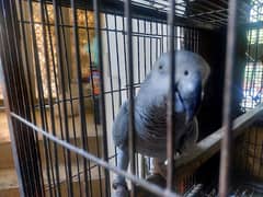 Congo African Grey Parrot (F) fully tamed and talking