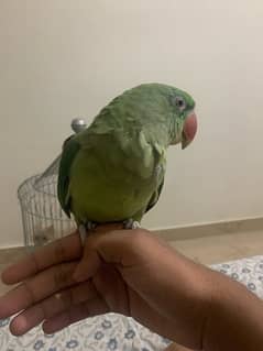 pahadi parrot 9 month old male