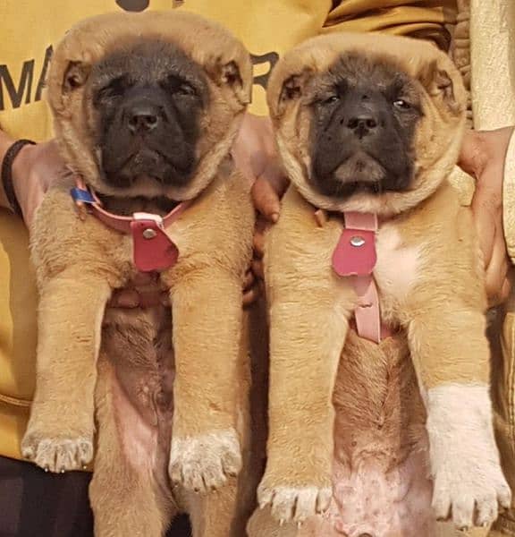 King kurdish kangaal pair pure breed security dog 2months for sale 0