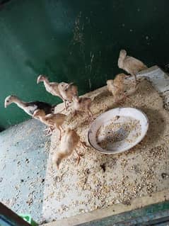 heera aseel /heera chick's /white chick's /aseel chick's for sale