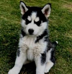 Siberian Husky puppies for sale hy kb h