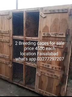 Baby pigeons breeding cage/lowflyer/pigeons/kabootar/bachay/highflyer