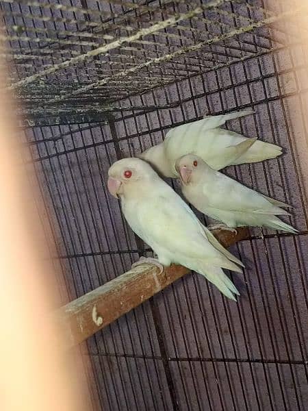 lovebirds 2