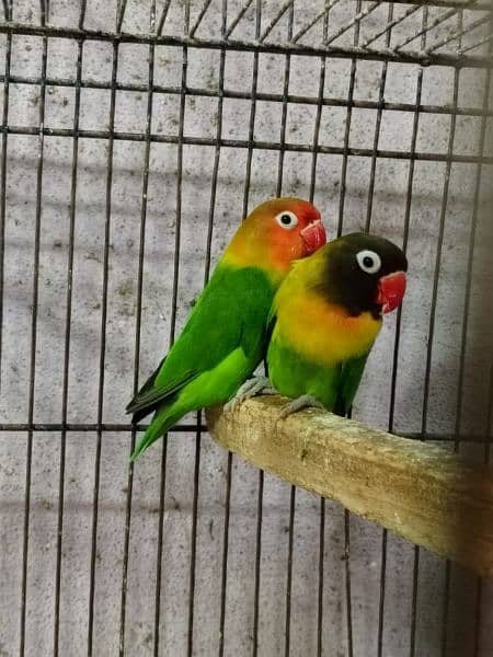 lovebirds 4