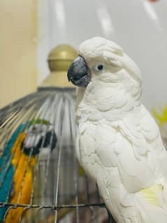 Umbrella cockatoo