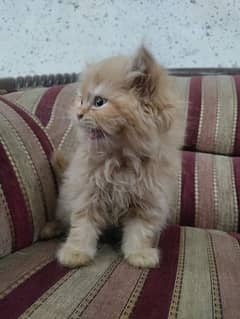 Persian Cats for Sale