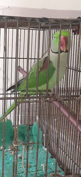 raw parrot Kashmiri 3