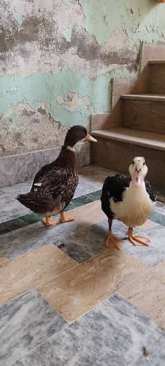 ducks for sale 4moth age