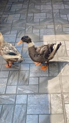 ducks for sale