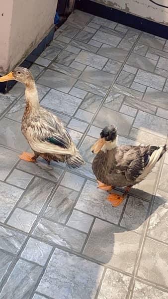 ducks for sale 1