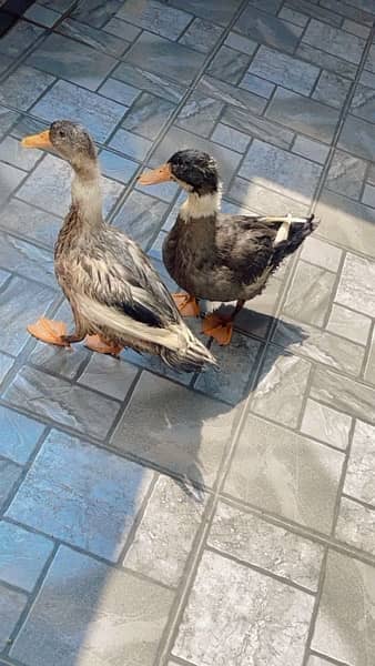 ducks for sale 2