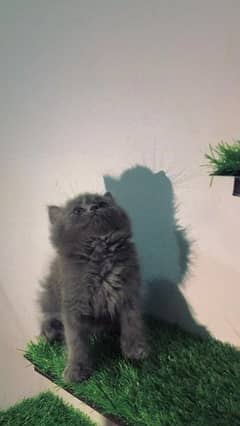 Persian Gray Kitten/Male/Female/Available/Cats/High Quality