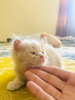 persian male kitten light brown colour age only 1 month