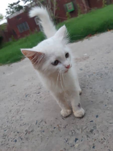 russian kitten for sale 0