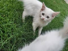 russian kitten for sale