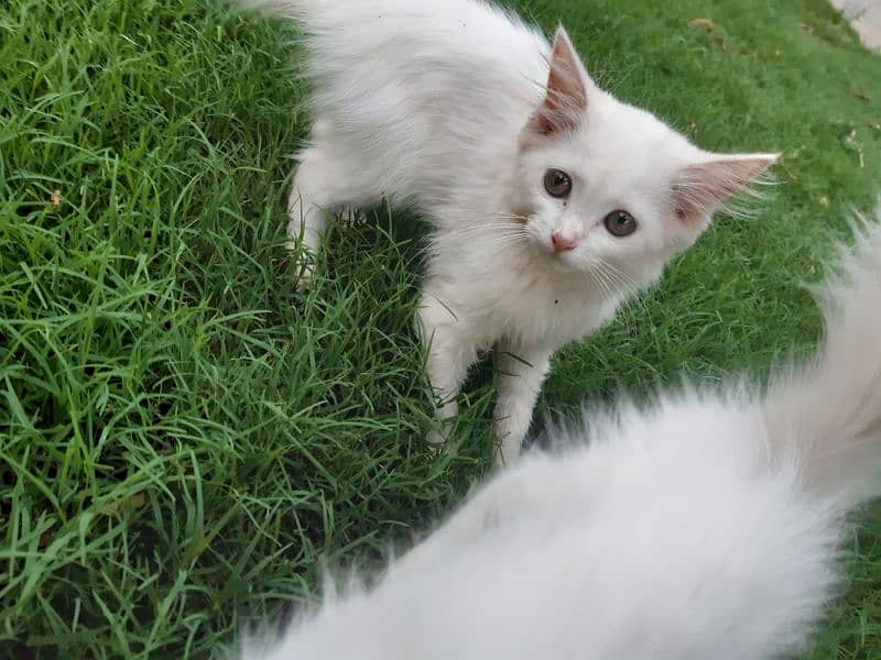russian kitten for sale 3