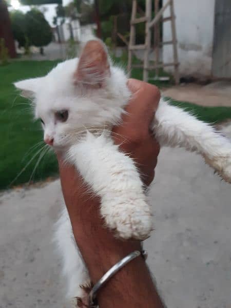 russian kitten for sale 1