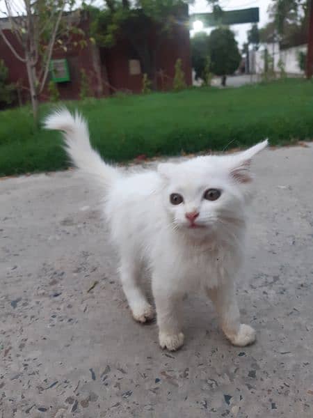 russian kitten for sale 5