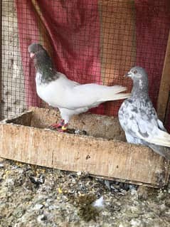 Kasni kamanger And golden breeder pair