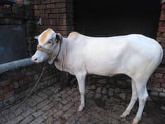 fateh jhangi cow for sale