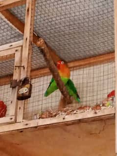 CUTE LOVE BIRDS BAREDER PAIR