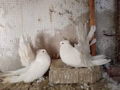 American fantail white and yellow pair for sale 03166963265
