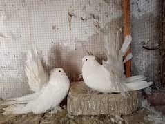 American fantail white and yellow pair for sale 03166963265 0