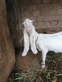 asalamualikum pure gulabi guban bakri for sale hy 2 bachy sth hen