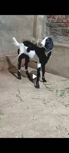 ablack tapra bakra