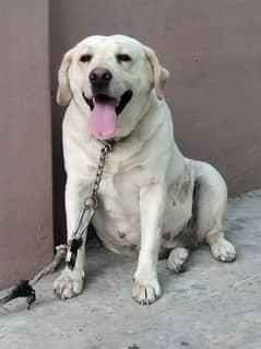 British labrador female