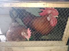 one Roster and one hen for sale