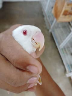 Albino red eye