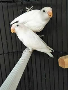 albino split red I breeder pair