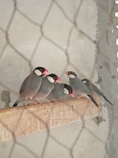 Grey Java Finches For Sale. Per Piece Rs. 2200/-