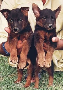 German Shepherd puppies