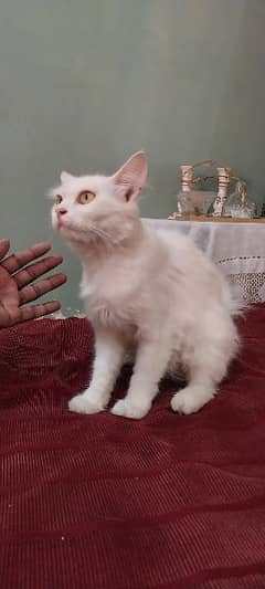 Pure Russian Female White Cat