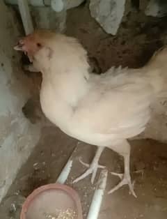 Qandhari / kandhari white female for sale with 1 pure Qandhari chicks.