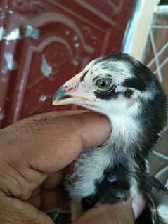 Quality Aseel lassani chicks