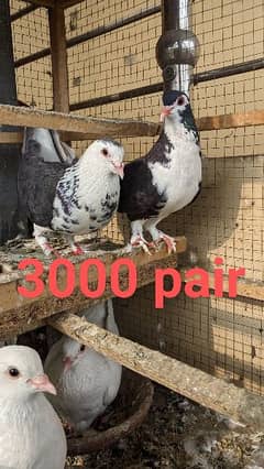 pigeon sherazi and fancy 3000 0