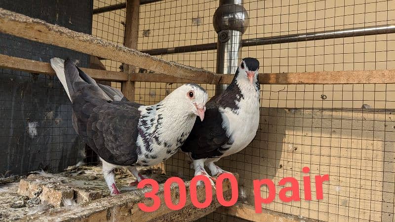 pigeon sherazi and fancy 3000 2