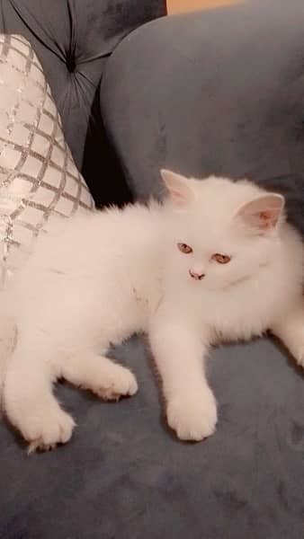 Persian cat 0