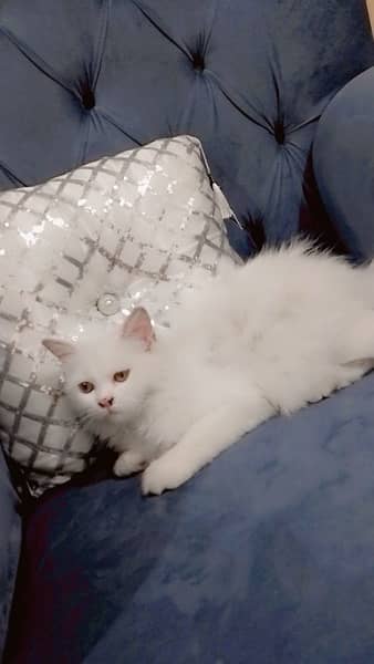 Persian cat 6