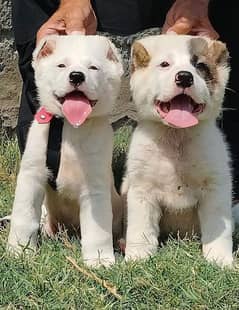 King Alabai pair pure breed security dog 2months for sale