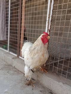 bharama and heera eggs and chicks for sale