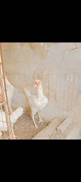 bharama and heera eggs and chicks for sale 1