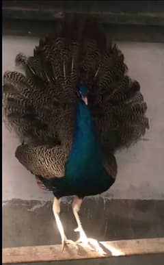 Breeder peacock / peacock for sale  / breed pair  for sale / moor sale