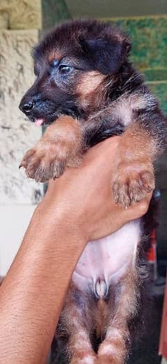 Long cort German shepherd female puppy for sale