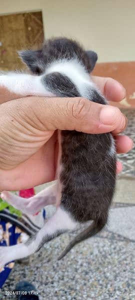 New Born Kitty 2