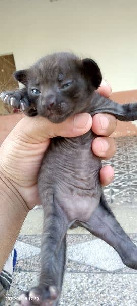 New Born Kitty 3