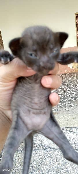 New Born Kitty 4